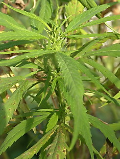 Cannabis sativa, Hanf, Faserpflanze